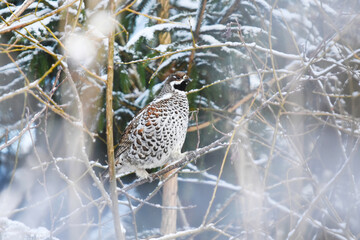 Hazel grouse (Tetrastes bonasia) in a snowy tree in winter.