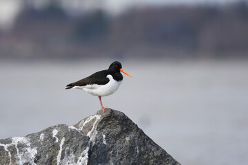 Eurasian Oystercatcher (Haematopus ostralegus) standing on a rock in spring.