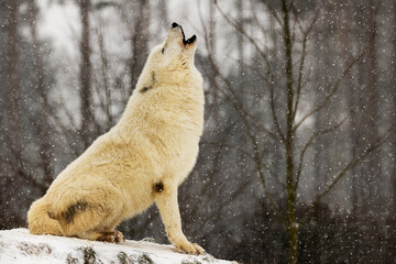 Arctic wolf (Canis lupus arctos) the loner howls