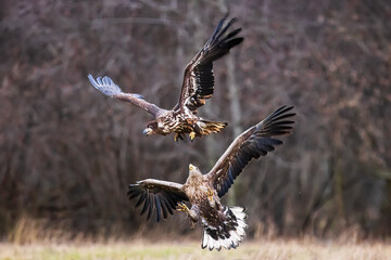 White-tailed eagle (Haliaeetus albicilla) attacking each other