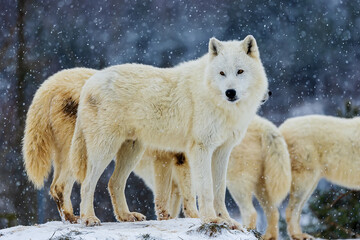 Obraz premium Arctic wolf (Canis lupus arctos) pack during snowfall
