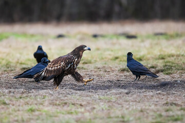 White-tailed eagle (Haliaeetus albicilla) walks among the ravens