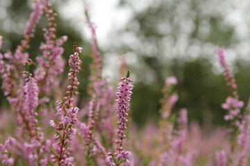 beautiful blooming branches of a heath plant with pink flowers closeup in a forest in autumn