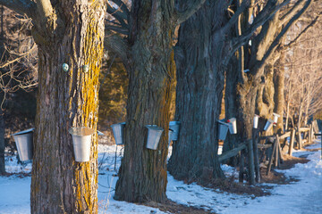 Sap buckets hang from a sugar maple tree.  It takes 40 gallons of sap boiled down to one gallon to make maple syrup.   Sap runs when the day temperture is above 32f and the night temp,is below 32f.