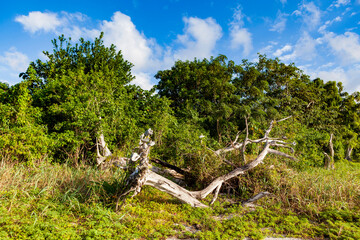 Fototapeta na wymiar Cozumel eine karibische Insel auf auf Yucatan in Mexiko, im Naturschutzgebiet.