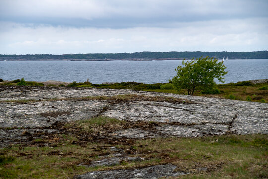 Tr&auml;det och havet
