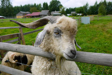 spotted goat lives in a green garden, zoo, looks at you