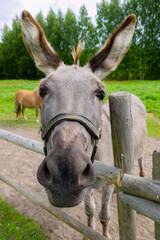 a gray donkey lives in a green garden, looking at you