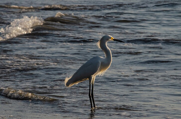 White Heron