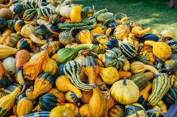 Different ornamental gourds pumpkins with yellow orange and green color lying on a wooden table for...