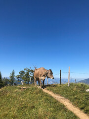 Cow in the Alps