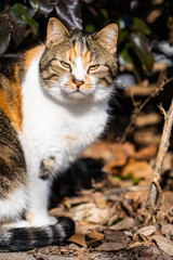 Portrait o multi-colored cat