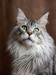Naklejka na ściany i meble 4 years black silver tabby Maine Coon's head with distinctive face looking straight at the lens. expressive green almond shaped eyes . looking up brown background