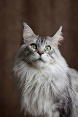 Naklejka na ściany i meble 4 years black silver tabby Maine Coon's head with distinctive face looking straight at the lens. expressive green almond shaped eyes . looking up brown background