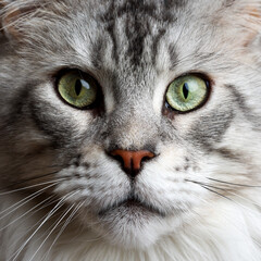 Naklejka na ściany i meble Very close-up of a 4 years black silver tabby Maine Coon's head with distinctive face looking straight at the lens. expressive green almond shaped eyes . 