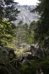 mountain landscape during an autumn trekking. between 2 fir trees in the middle of rocks appear...