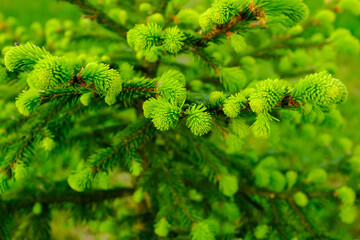 Background from young green fir-tree branches with small needles. Evergreen fir tree grow for publication, poster, screensaver, wallpaper, postcard, banner, cover, post. High quality photo