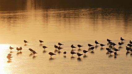 Flock of birds on frozen lake and beautiful sunset