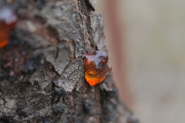 tree resin on a tree trunk
