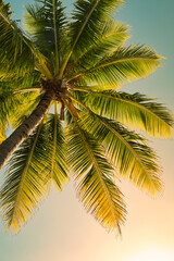 Naklejka na ściany i meble coconut tree palm tree agains the sunset sky