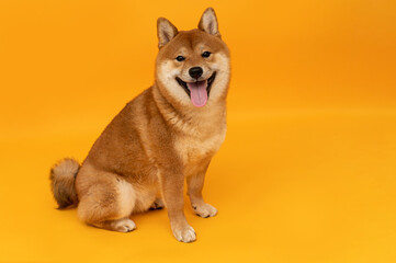 cute red dog breed sibu inu sitting on isolated yellow background with space for text