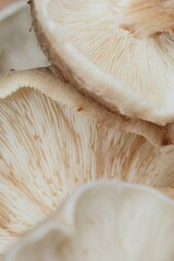Shiitake Mushroom 1 