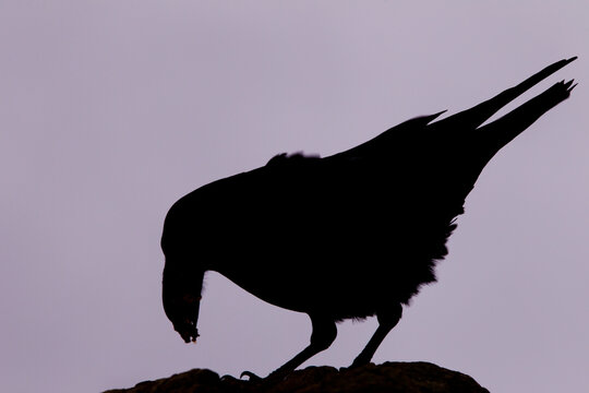 silhouette of a crow