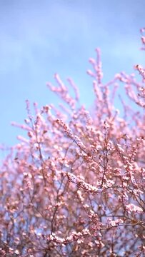 Vertical video of cherry flowers branch in spring bloom.  Japanese sakura trees. 