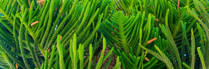 branches of green plants for the background