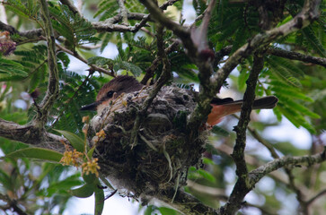 bird in the tree on a nest