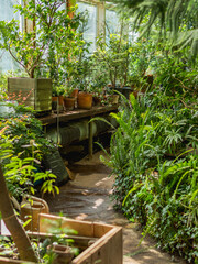 Seedlings and grown plants in flower pots in greenhouse. Botanist workplace with germinated tropical plants in glasshouse.