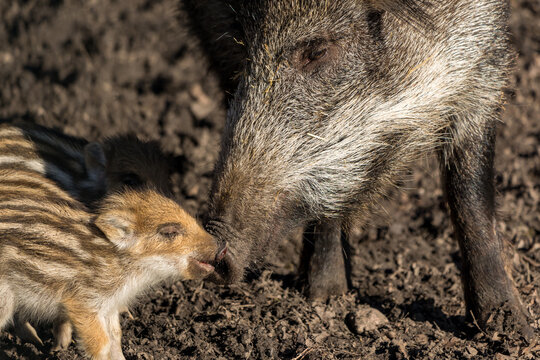  Imágenes de Schnauz: descubre bancos de fotos, ilustraciones, vectores Bildidee 