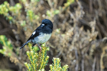 New Zealand Tomtit (Petroica macrocephala)