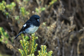 New Zealand Tomtit (Petroica macrocephala)