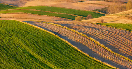 Young green cereals. Plowed fields. Ranges of fields intersected by numerous borders. Low shining sun illuminating fields, field margins, trees and bushes. Roztocze. Eastern Poland.