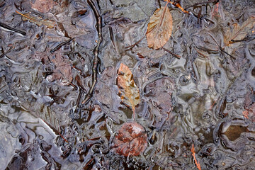 Swirls of Water, Ice and Leaves2