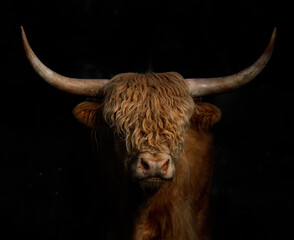 Portrait of a fully grown Scottish Highland Cattle bull (Bos taurus)