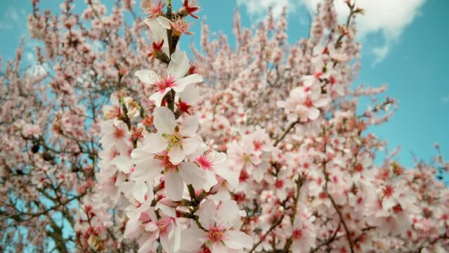 Spring flowering of almond trees with beautiful pink flowers with a nectar file for bees. Insects dust A wonderful natural transformation.