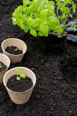 gardening tools and pots with basil sprouts on soil texture background