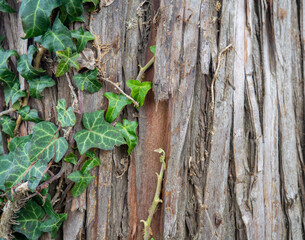 Ivy wraps around a tree trunk. Ivy leaves on the bark of a large tree. Background from leaves and bark.