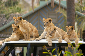 A small group of lion cubs await their parents from hunting as the gaze in the distance to watch...