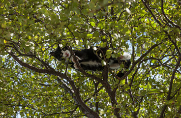 Black and white cat high up in a birch tree.