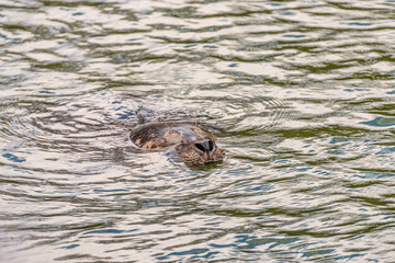 Harbor seal, Phoca vitulina, getting air.