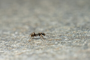 Tiny black ant strolling across a stone platter.