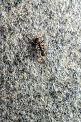 Tiny black ant strolling across a stone platter.