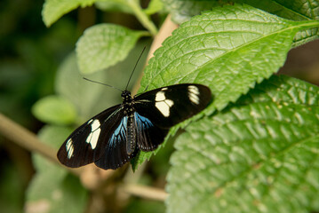 Schmetterling auf grünem Blatt