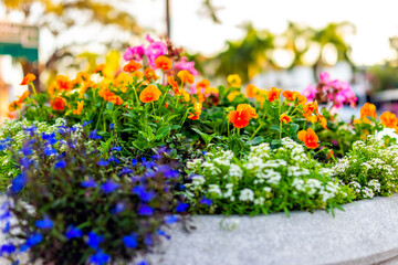 Closeup of outdoor garden stone planter pot for multicolored flowers with blue and orange colors on sunny day in Naples, Florida
