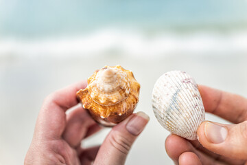 Macro closeup of couple two hands holding fighting horse conch sea shells in Barefoot beach at Bonita Springs of Southwest Florida near Naples with bokeh background - Powered by Adobe