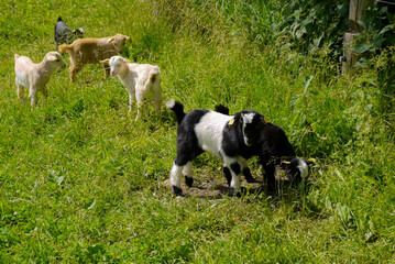 white, black and spotted kids are grazing in the grass in the garden