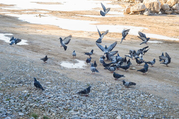 flock of pigeons on the beach